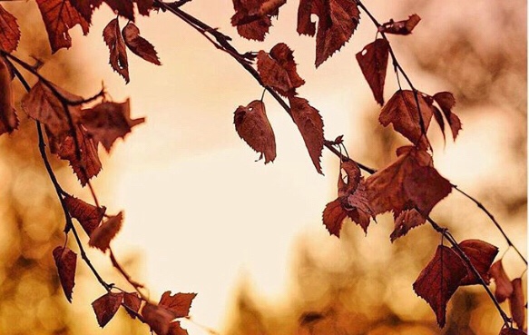 Leaf Removal Service Columbia SC