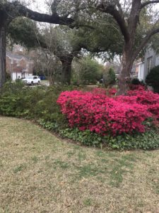 Spring Lawn Care Tips Columbia SC