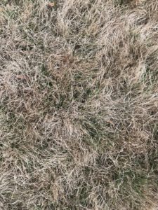 Spring Lawn Care Tips Columbia SC