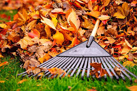 Leaf Removal Service Columbia SC